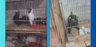 BH: idosa é denunciada por manter 119 gatos presos em gaiolas BH: idosa é denunciada por manter 119 gatos presos em gaiolas