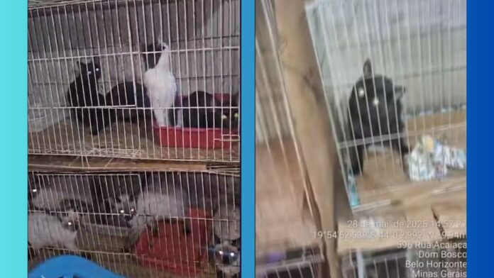 BH: idosa é denunciada por manter 119 gatos presos em gaiolas