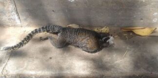 Morte de mico em Mariana acende alerta para monitoramento da febre amarela Morte de mico em Mariana acende alerta para monitoramento da febre amarela