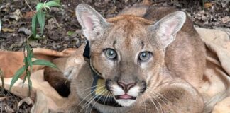 Nova Lima: Onça-parda é encontrada na Serra do Rola-Moça Nova Lima: Onça-parda é encontrada na Serra do Rola-Moça