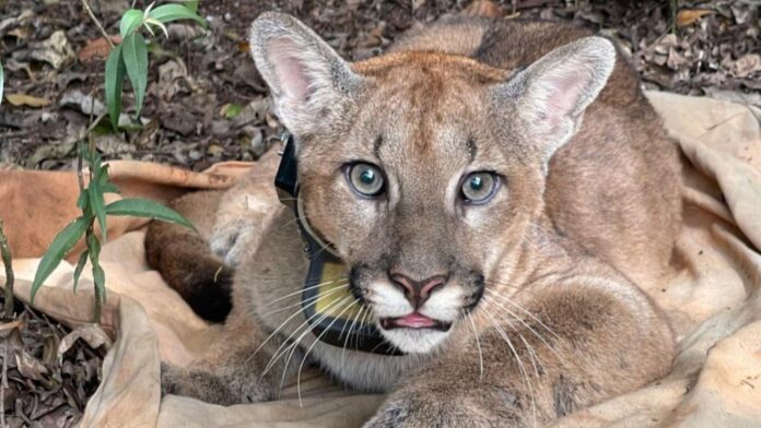 Nova Lima: Onça-parda é encontrada na Serra do Rola-Moça