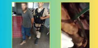 Ex-dono de açougue de Itabirito é preso em Piranga suspeito de furtar gado Ex-dono de açougue de Itabirito é preso em Piranga suspeito de furtar gado