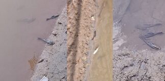 Peixes estão morrendo no Rio Itabirito Peixes estão morrendo no Rio Itabirito