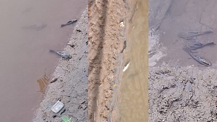 Peixes estão morrendo no Rio Itabirito