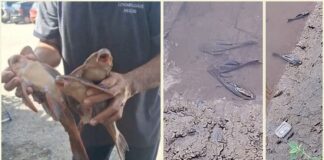 Morte de peixes no Rio Itabirito: “Queda preocupante dos níveis de oxigênio e acidez acima do ideal” Morte de peixes no Rio Itabirito: "Queda preocupante dos níveis de oxigênio e acidez acima do ideal"