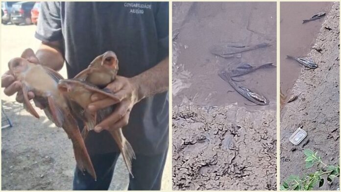 Morte de peixes no Rio Itabirito: Morte de peixes no Rio Itabirito: