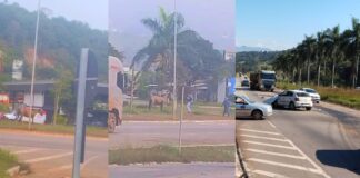 Itabirito, BR-356: cavalo solto perto da Rodoviária e acidente em frente ao Laticínios Ita Itabirito, BR-356: cavalo solto perto da Rodoviária e acidente em frente ao Laticínios Ita