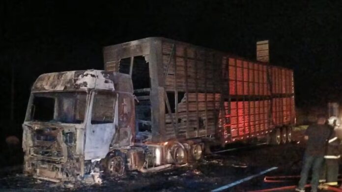 MG: caminhão com 53 bois pega fogo na BR-040; 6 animais morrem carbonizados