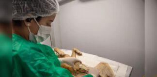 Itabirito terá mutirão de castração de animais a partir da próxima semana (10/6) Itabirito terá mutirão de castração de animais a partir da próxima semana (10/6)