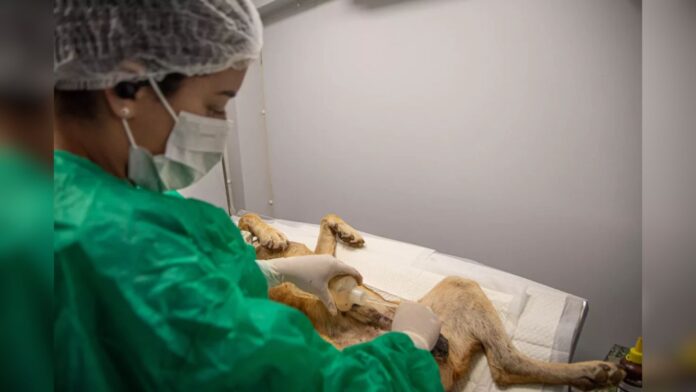 Itabirito terá mutirão de castração de animais a partir da próxima semana (10/6)