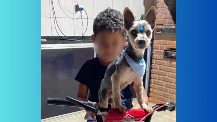 Recreio dos Bandeirantes, Itabirito: desaparecimento de yorkshire deixa criança triste; família pede ajuda