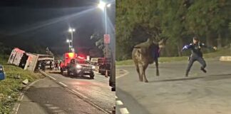 BH: caminhão com bois tomba no Anel Rodoviário; animal foge e é contido por guardas municipais BH: caminhão com bois tomba no Anel Rodoviário; animal foge e é contido por guardas municipais