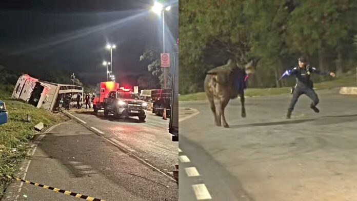 BH: caminhão com bois tomba no Anel Rodoviário; animal foge e é contido por guardas municipais
