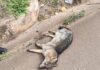 Ouro Preto: cachorro-do-mato é encontrado morto na BR-356, em Cachoeira do Campo