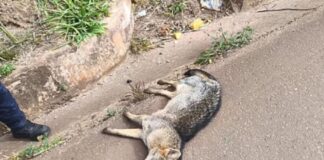 Ouro Preto: cachorro-do-mato é encontrado morto na BR-356, em Cachoeira do Campo