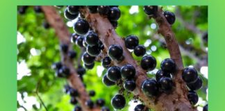 Cachoeira do Campo e arredores: curso gratuito para aprimorar técnica de plantio de jabuticaba Cachoeira do Campo e arredores: curso gratuito para aprimorar técnica de plantio de jabuticaba