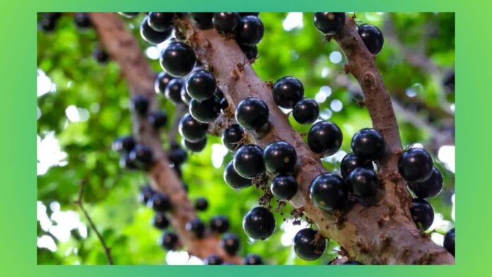 Cachoeira do Campo e arredores: curso gratuito para aprimorar técnica de plantio de jabuticaba