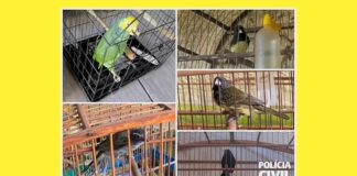24 aves silvestres mantidas ilegalmente em cativeiro em 4 residências de BH são resgatadas 24 aves silvestres mantidas ilegalmente em cativeiro em 4 residências de BH são resgatadas