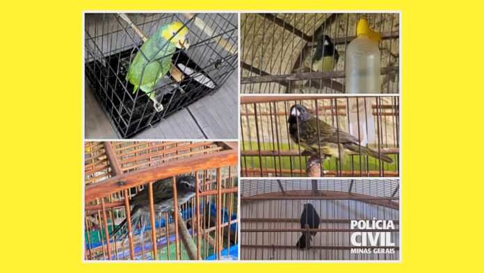 24 aves silvestres mantidas ilegalmente em cativeiro em 4 residências de BH são resgatadas