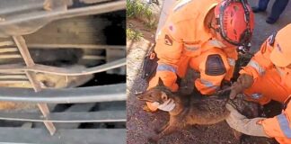 MGC-497: raposa fica presa, viva, em carro após ser atropelada; VEJA VÍDEO MGC-497: raposa fica presa, viva, em carro após ser atropelada; VEJA VÍDEO