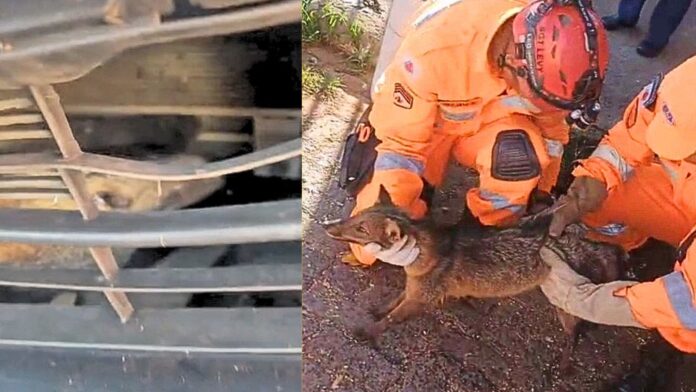 MGC-497: raposa fica presa, viva, em carro após ser atropelada; VEJA VÍDEO