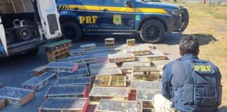 PRF resgata 1.400 aves silvestres transportadas ilegalmente numa Fiorino, na BR-040; VEJA VÍDEO PRF resgata 1.400 aves silvestres transportadas ilegalmente na BR-040