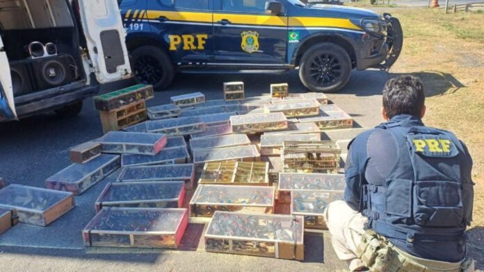 PRF resgata 1.400 aves silvestres transportadas ilegalmente na BR-040