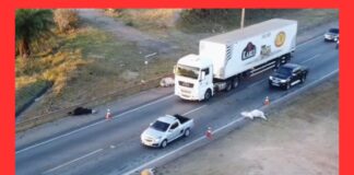 MG: ônibus atropela e mata ao menos 5 bois na BR-381 MG: ônibus atropela e mata ao menos 5 bois na BR-381