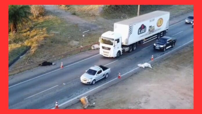 MG: ônibus atropela e mata ao menos 5 bois na BR-381