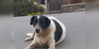 Itabirito: moradores do Primavera organizam vaquinha para ajudar cão comunitário que precisa de cirurgia Itabirito: moradores do Primavera organizam vaquinha para ajudar cão comunitário que precisa de cirurgia