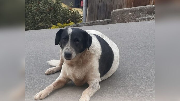 Itabirito: moradores do Primavera organizam vaquinha para ajudar cão comunitário que precisa de cirurgia