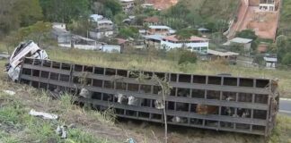 MG: carreta com mais de 50 bois tomba na BR-040 MG: carreta com mais de 50 bois tomba na BR-040
