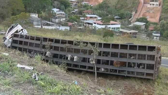 MG: carreta com mais de 50 bois tomba na BR-040