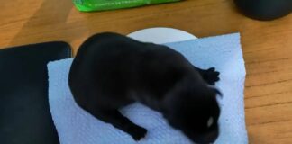 Ouro Preto: 2 filhotes de cachorro são abandonados em saco de lixo em Cachoeira do Campo Ouro Preto: 2 filhotes de cachorro são abandonados em saco de lixo em Cachoeira do Campo