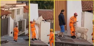 MG: bode vai parar em cima de telhado e bombeiros são acionados; VÍDEO MG: bode vai parar em cima de telhado e bombeiros são acionados; VÍDEO