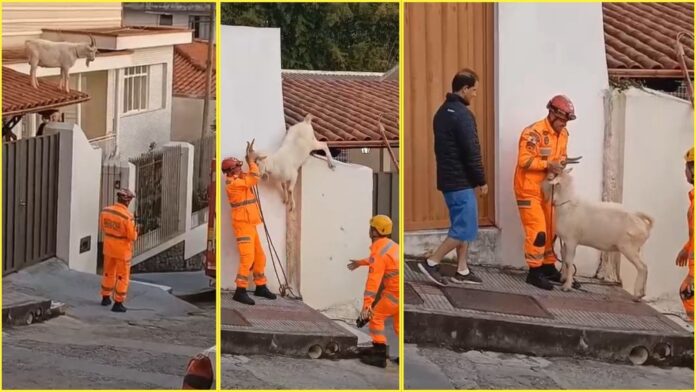 MG: bode vai parar em cima de telhado e bombeiros são acionados; VÍDEO