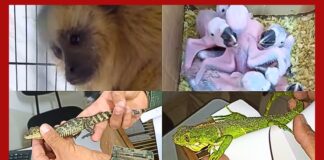 MG: polícia intercepta tráfico de animais na BR-040 e resgata filhotes de arara, bugio, iguana e jacaré MG: polícia intercepta tráfico de animais na BR-040 e resgata filhotes de arara, bugio, iguana e jacaré