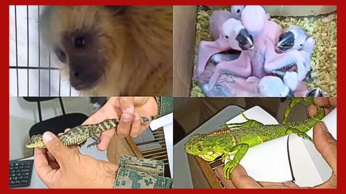 MG: polícia intercepta tráfico de animais na BR-040 e resgata filhotes de arara, bugio, iguana e jacaré