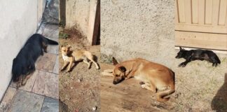 Itabirito: idosa (85 anos) é mordida por cão solto no Lourdes; matilha causa transtornos há quase 3 anos