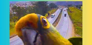 VEJA VÍDEO: periquito ‘interage’ com câmera da BR-381, em MG VEJA VÍDEO: periquito ‘interage’ com câmera da BR-381, em MG