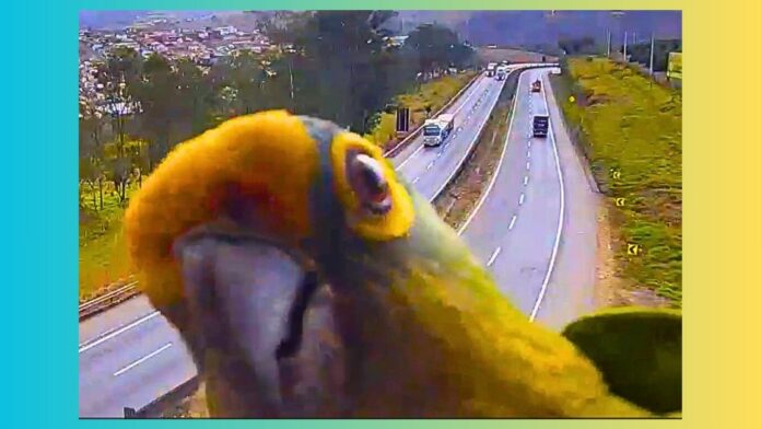 VEJA VÍDEO: periquito ‘interage’ com câmera da BR-381, em MG