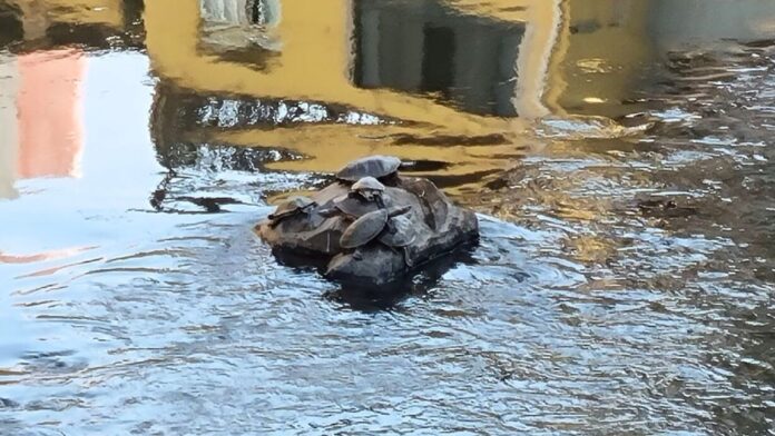 Cágados flagrados no Rio Itabirito; conheça mais sobre esse importante animal
