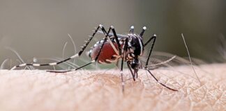 23 casos de dengue em Itabirito em 2025; no combate ao mosquito, 86 mil visitas domiciliares realizadas 23 casos de dengue em Itabirito em 2025; no combate ao mosquito, 86 mil visitas domiciliares realizadas