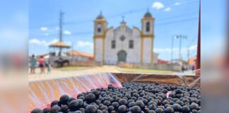 Festa da Jabuticaba de Cachoeira do Campo: shows e oficina de pizza com a fruta para alunos de escolas Festa da Jabuticaba de Cachoeira do Campo: shows e oficina de pizza com a fruta para alunos de escolas