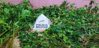 Itabirito: perto de ‘biqueira’, 350 pés de maconha são encontrados em Acuruí Itabirito: perto de 'biqueira', 350 pés de maconha são encontrados em Acuruí