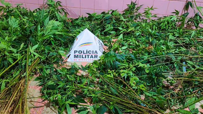 Itabirito: perto de 'biqueira', 350 pés de maconha são encontrados em Acuruí