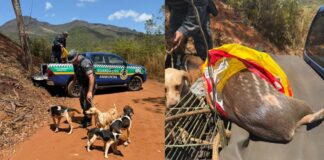 Combate à caça em Mariana: paca decapitada encontrada e 6 cães resgatados em Padre Viegas Combate à caça em Mariana: paca decapitada encontrada e 6 cães resgatados em Padre Viegas