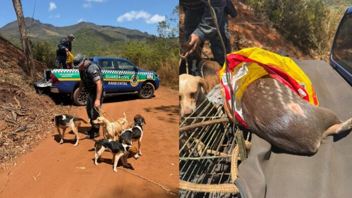 Combate à caça em Mariana: paca decapitada encontrada e 6 cães resgatados em Padre Viegas