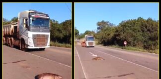 Capivaras são encontradas mortas atropeladas na BR-356, em Ouro Preto, perto do trevo do Maracujá Capivaras são encontradas mortas atropeladas na BR-356, em Ouro Preto, perto do trevo do Maracujá