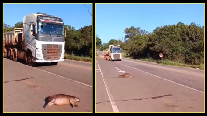 Capivaras são encontradas mortas atropeladas na BR-356, em Ouro Preto, perto do trevo do Maracujá